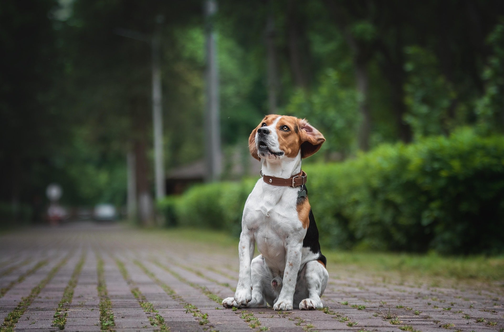 Tips to buying a GPS Tracker for your pet